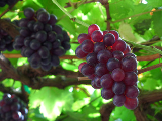 Closed up bunch of purple red ripe grapes on its tree 
