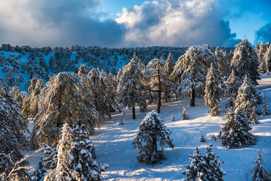 Fototapeta Picturesque winter landscape and blue sky. Troodos Mountains, Cyprus