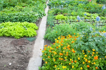 Marigold, larkspur and different vegetables on a vegetable garden ground