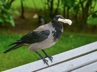 Breakfast crow