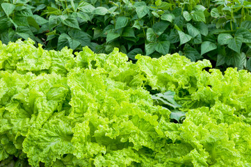 Fresh green lettuce and bush bean plants on a vegetable garden ground.