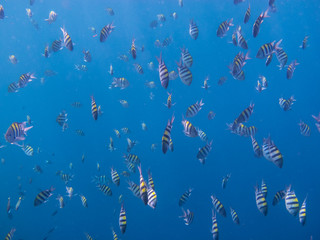 viele indopazifik sergeants im blauen meer