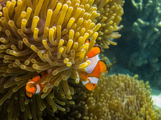 Fototapeta na wymiar zwei kleine anemonenfische