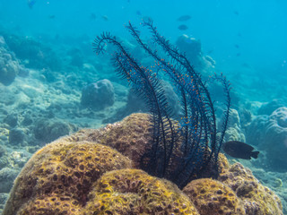 federstern bei korallen im meer
