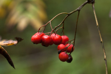 twig viburnum, red berries in the woods