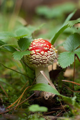 mushroom