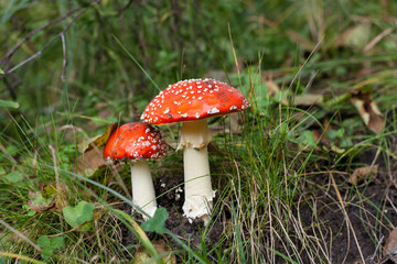 mushrooms