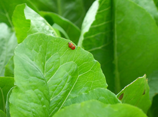 Closed up red ladybugs couple making love on the vibrant green leaf 