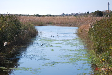 Pond Ducks 