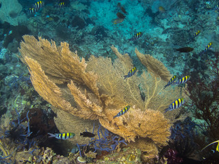 Fototapeta na wymiar schoene gelbe koralle und fische