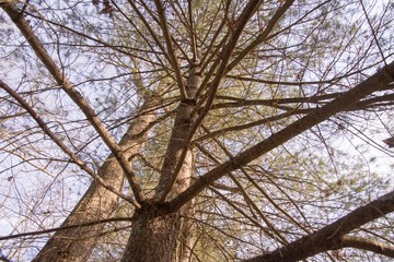 Obraz premium Winter Tree