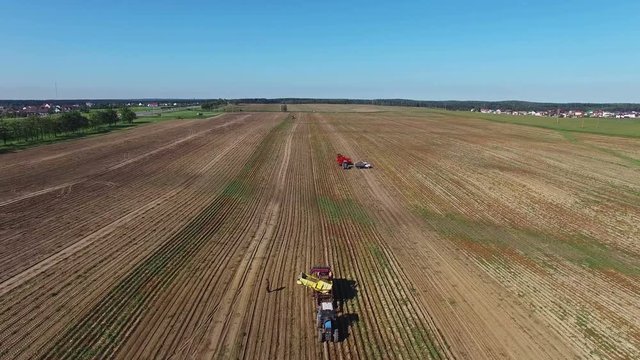 4K. Aerial. Harvesting potatoes with modern potato-digger trailers, tractors and trucks.
