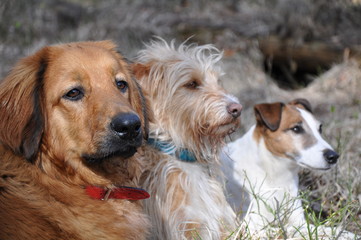 Drei unterschiedliche Hunde liegen in einer Reihe und schauen zusammen in eine Richtung