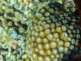 schoene koralle im meer