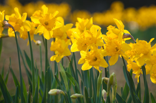 Endlich Frühling: Osterglocken in der  Abendsonne, milder Frühlingstag, Narcissus pseudonarcissus, Frohe Ostern, Frühlingsanfang