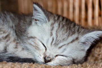 Kitten breed Scottish Fold sleeping in his house.