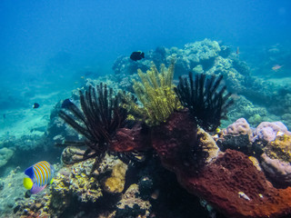 Fototapeta na wymiar zarte bunte korallen