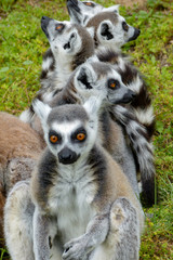 Group of ring-tailed lemurs sitting in a row