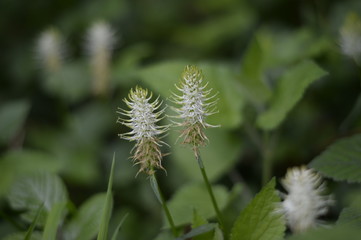 Waldblüte