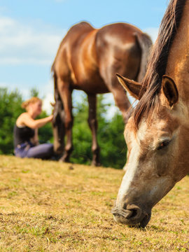 Woman girl taking care of horse.