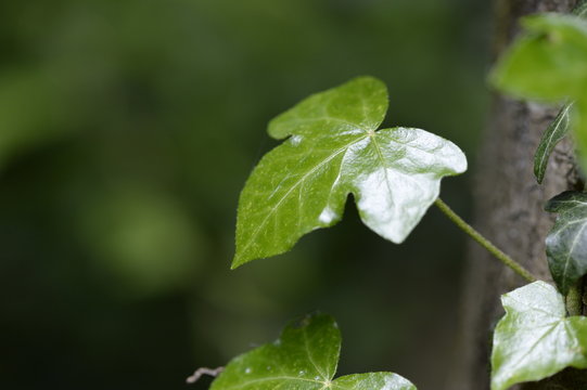 Efeublatt im Regen