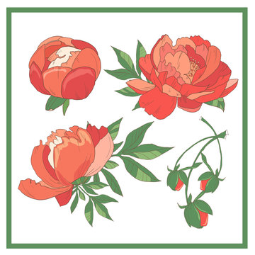 Set of red roses. Collection of red flowers.Vector illustration