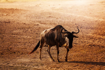 Blue wildebeest walking along at dry savanna