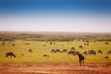 Big herd of blue wildebeests pasturing at savannah