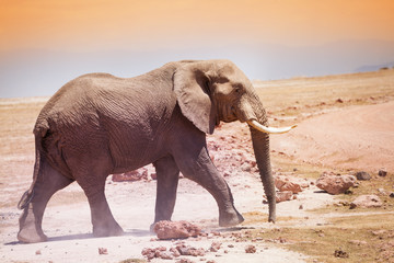 Fototapeta na wymiar Majestic African elephant in the savannah of Kenya