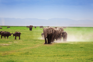 African elephants with cubs walking in savanna