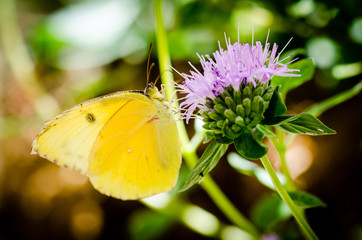 California dogface butterfly on thistle. © Mary Lynn Strand