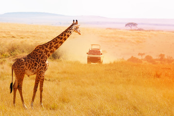 Picture of beautiful giraffe at sunset, Africa - obrazy, fototapety, plakaty