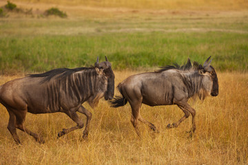 Pair of blue wildebeests running at Kenyan savanna