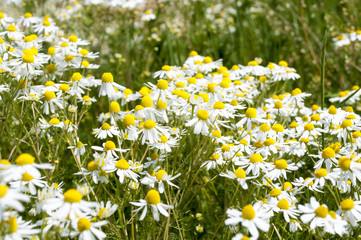 Green grass and chamomiles in the nature.white chamomiles on a green meadow