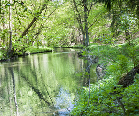 River in the wood, forest river scene..Beautiful landscape with a river in the forest. Nature composition.