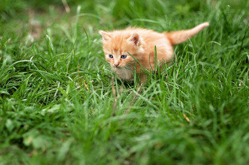 Naklejka na ściany i meble cute little red kitten in green spring grass