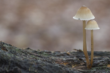 Two mushrooms standing together on a log