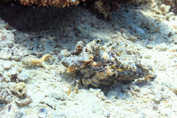 Sea monster. Fish of the red sea.