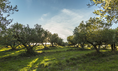 Mediterranean olive field with old olive tree in Monteprandone (Marche) Italy.