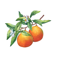 Fresh citrus fruit oranges on a branch with fruits, green leaves, buds and flowers. Hand drawn watercolor painting on white background.