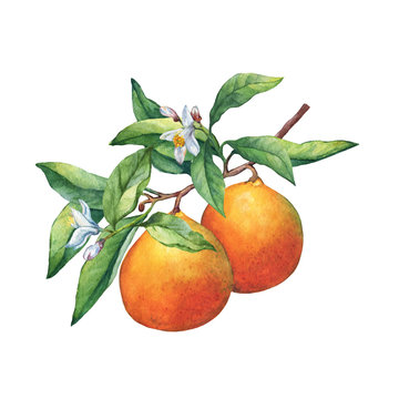 Fresh citrus fruit oranges on a branch with fruits, green leaves, buds and flowers. Hand drawn watercolor painting on white background.