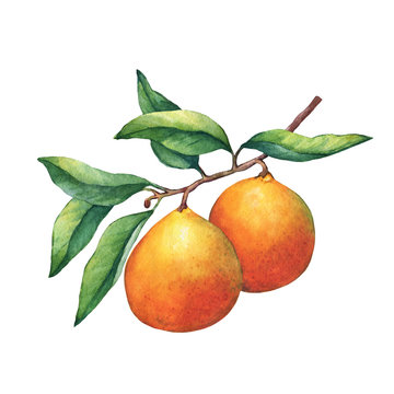 Fresh citrus fruit oranges on a branch with fruits and green leaves. Hand drawn watercolor painting on white background.