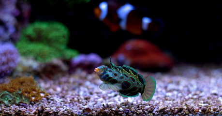 Green Spotted Mandarin fish (Synchiropus picturatus)