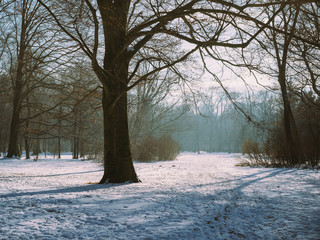 German Forest with snow and trees with still atmosphere (Munich, Germnay)