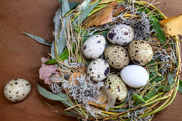 Spotted quail eggs in nest on wooden tabletop, rustic background