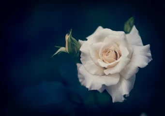 Poster de jardin Roses Belle rose blanche avec des bourgeons sur fond bleu foncé