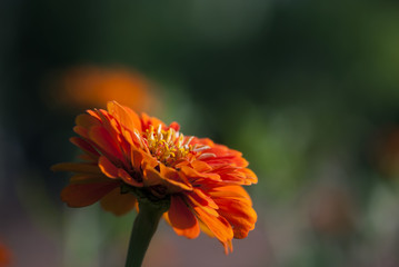 Orange Zinnia