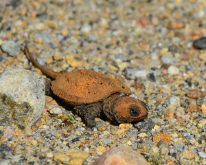 Tiny baby snapping turtle crawling on sand