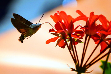 Taubenschwänzchen in Geranien © Unelmoija
