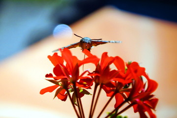 Taubenschwänzchen in Geranien © Unelmoija